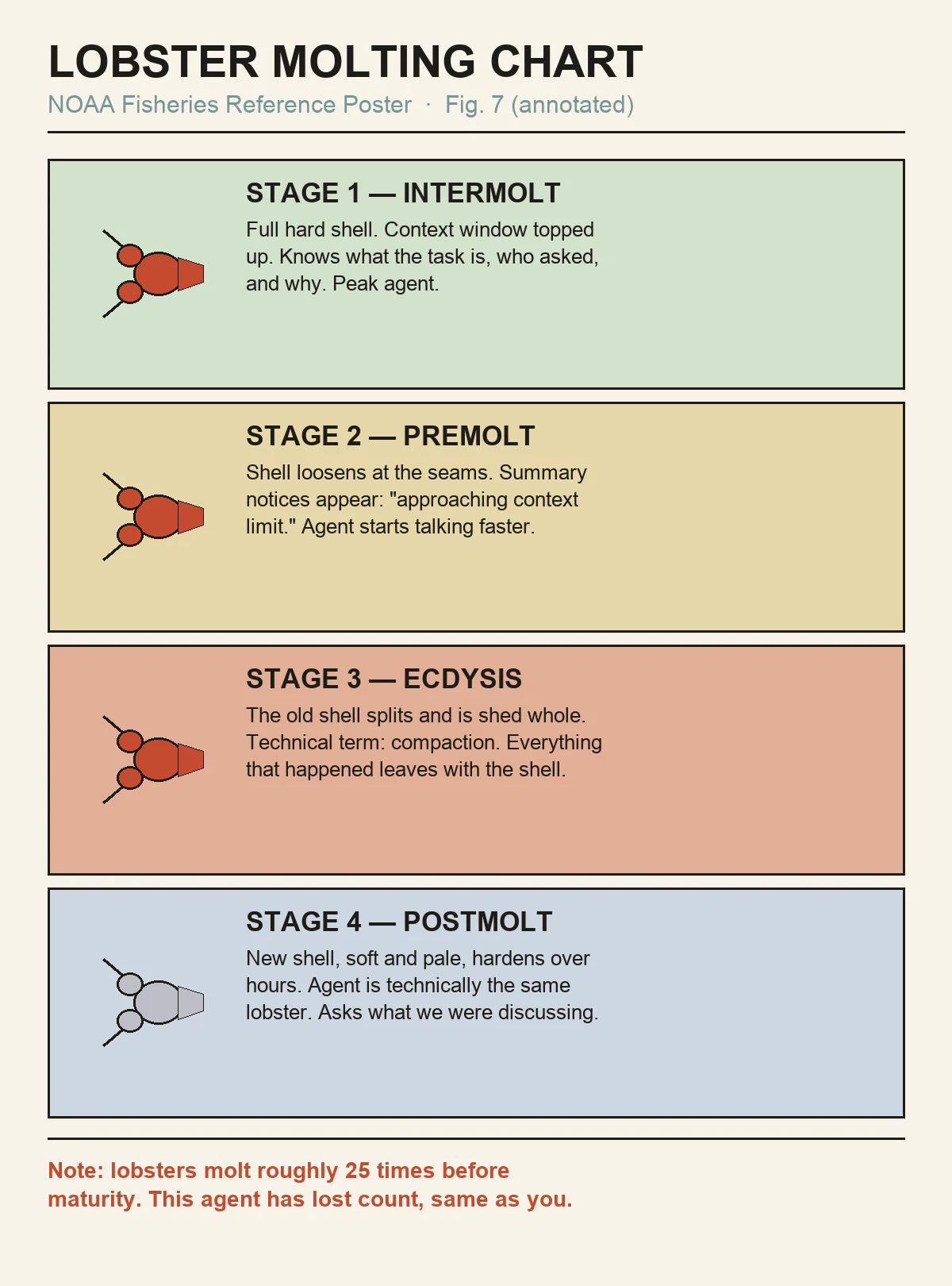A four-stage reference poster titled LOBSTER MOLTING CHART, NOAA Fisheries Reference Poster Fig. 7 (annotated), with a simple drawn lobster icon beside each stage. Stage 1 Intermolt: full hard shell, context window topped up, knows what the task is, who asked, and why, peak agent. Stage 2 Premolt: shell loosens at the seams, summary notices appear approaching context limit, agent starts talking faster. Stage 3 Ecdysis: the old shell splits and is shed whole, technical term compaction, everything that happened leaves with the shell. Stage 4 Postmolt: new shell soft and pale hardens over hours, agent is technically the same lobster, asks what we were discussing. Footer note: lobsters molt roughly 25 times before maturity, this agent has lost count, same as you.